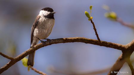 Carolina Chickadee