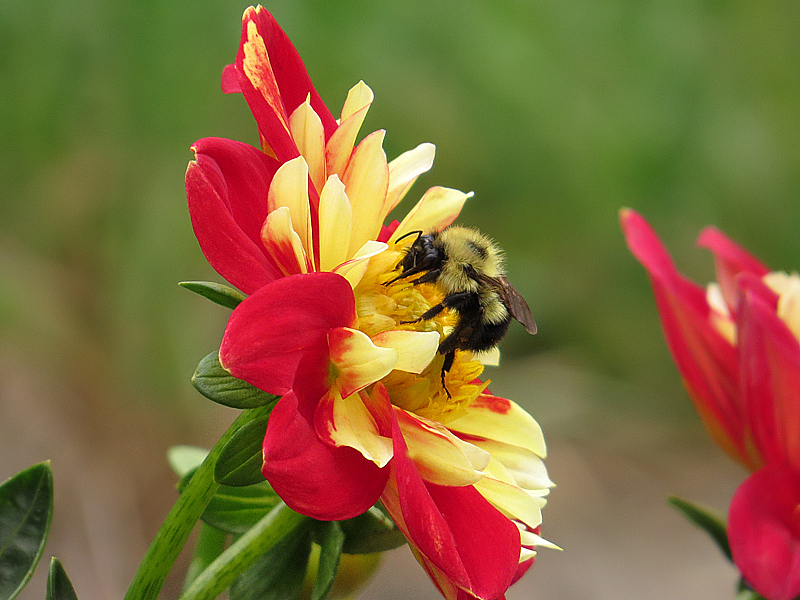 Bee on Dahlia