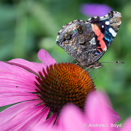 Red Admiral