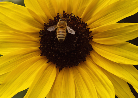 Bee on Sunflower