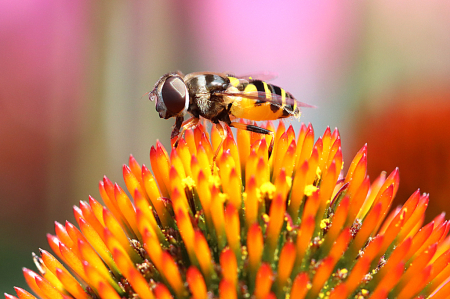 Hoverfly