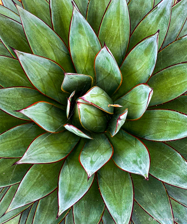 Succulent Symmetry