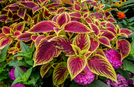 Coleus