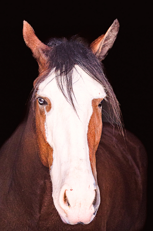 Beauty in the stall