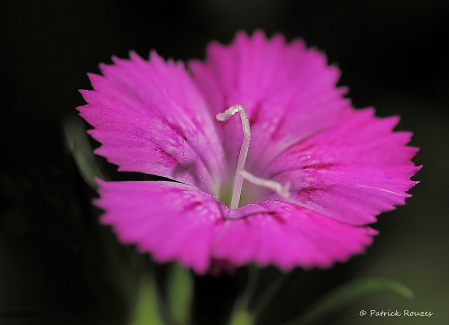 Dianthus