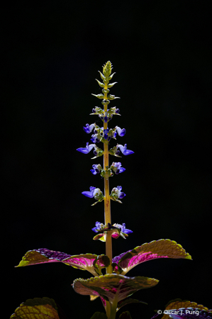 Coleus In Bloom