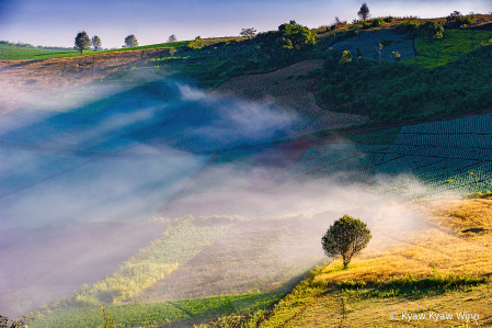 Small Tree and Mist 