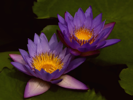 Two Beautiful Waterlilies