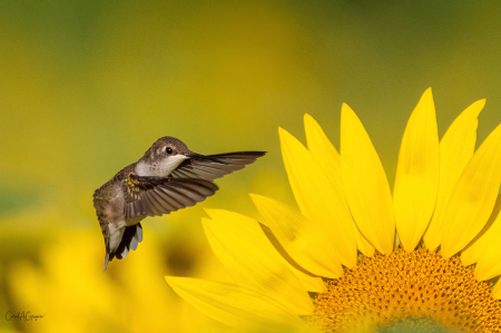 Hummingbird and Sunflower