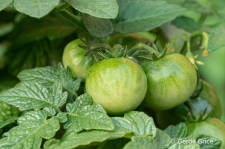 Tomatoes Ripening