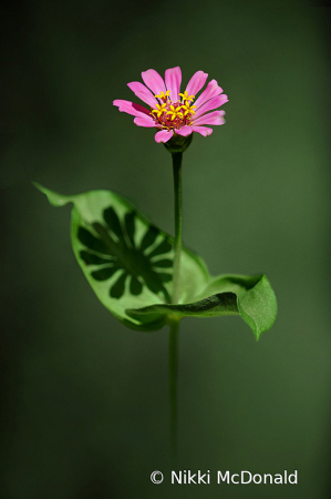 Shadow of the Zinnia