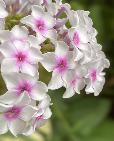 Fall Phlox 