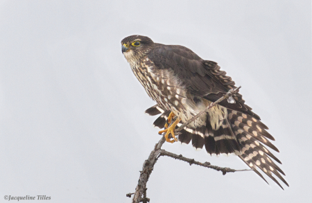 Sharp-shinned Hawk