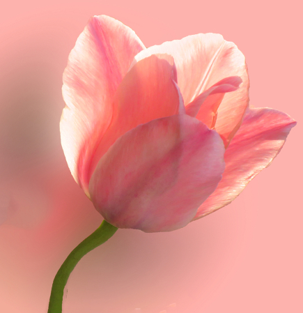 A Beautiful Tulip