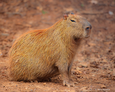 Capybara