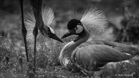 East-African Grey-crowned Cranes B&W