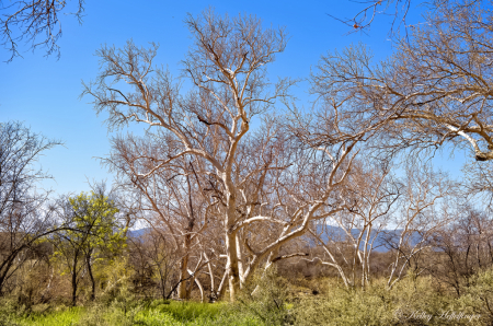 Entangled in Nature