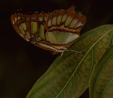 Malachite on Leaf