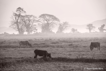 Misty Scene