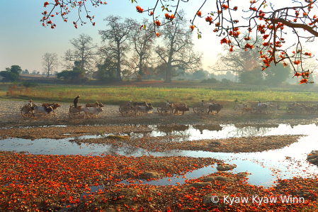 Summer Day in Myanmar