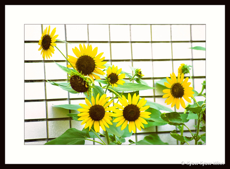 Sunflowers 