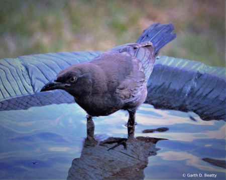 Male Cowbird 