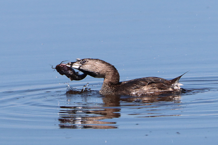 Grebe with his Catch