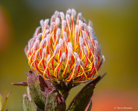 Santa Cruz Botanical Garden