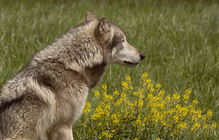 Wolf in Flowers