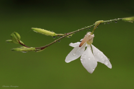 Raindrops on a White Flower