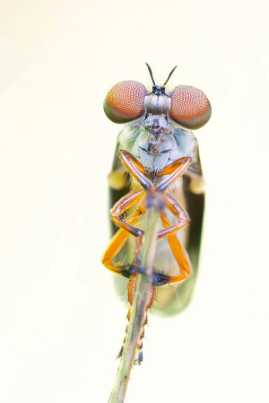 The Robber Fly