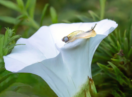 The Snail and the Morning Glory