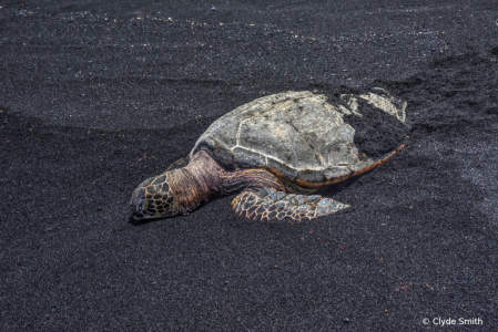 Turtle Sleeping on a Black Sand Beach 