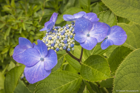 Bigleaf Hydrangea