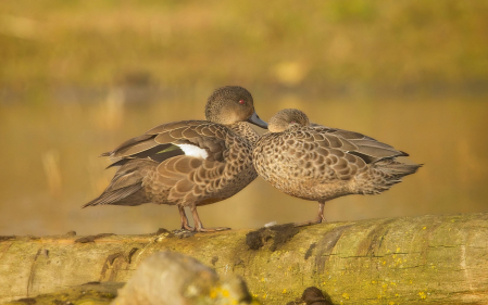 Golden ducks