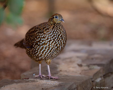 Ring-necked Pheasant