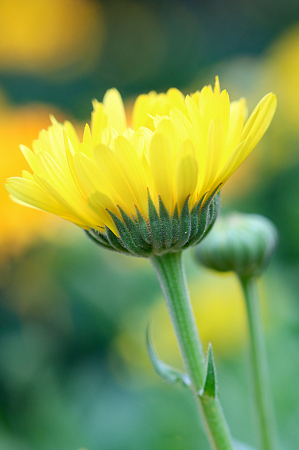 Calendula