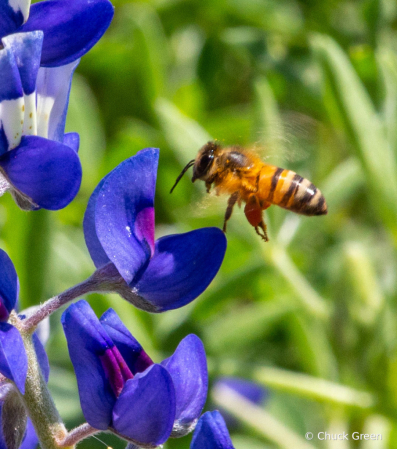 Bee Hovering on Bluebonnet