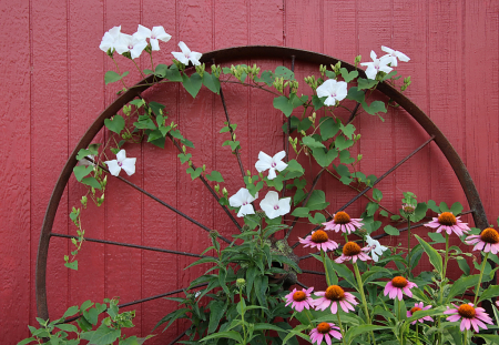 Late Summer Flowers