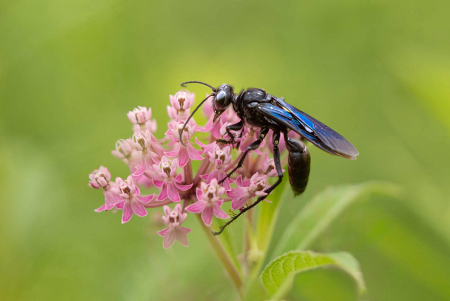 The Great Black Wasp