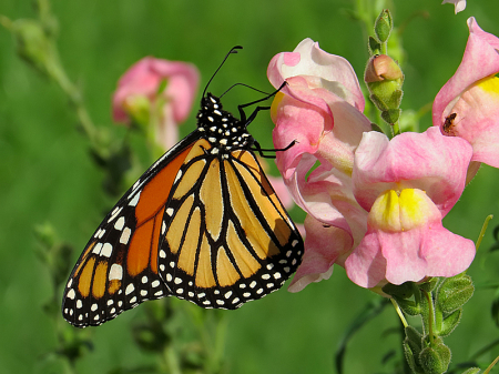 Monarch and Snapdragons