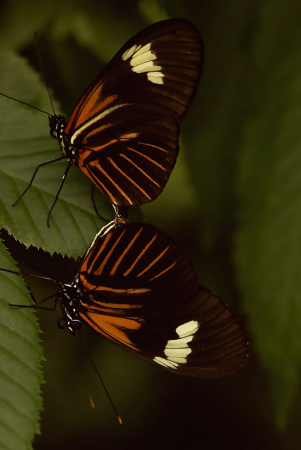 Butterflies Mating