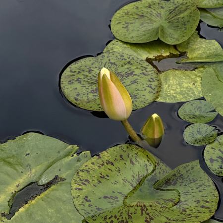 Water Lilly