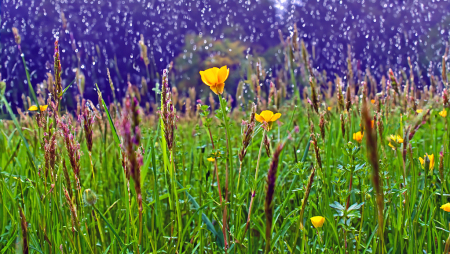 spring showers