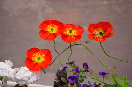 Poppies