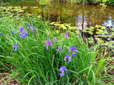 Purple iris at the pond