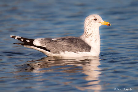 California Gull