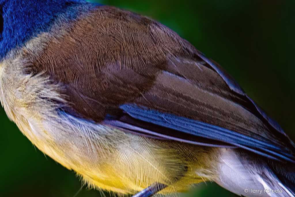 Blue-crowned Laughing Thrush