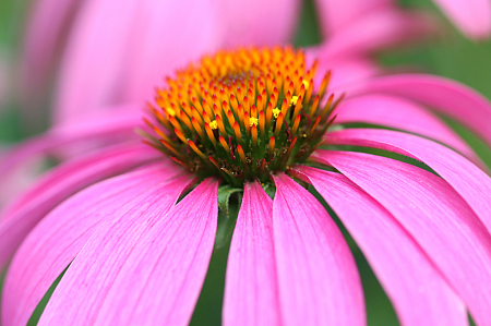 Coneflower