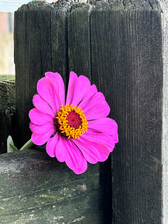 Joyous Zinnia 